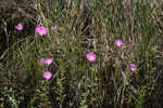 Bartram's rose gentian